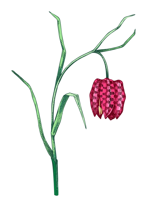 Fritillary sketch in color. Hand drawn floral drawing. Botanical vector illustration.  Spring woodland flower, wildflowers